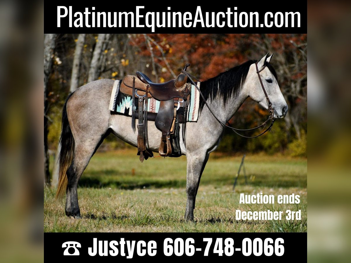 American Quarter Horse Giumenta 7 Anni 150 cm Grigio pezzato in Carlisle KY