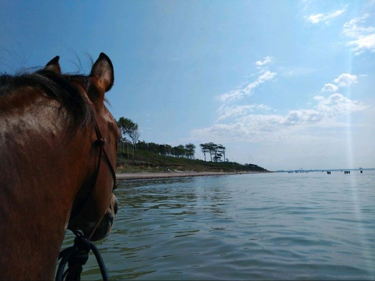 American Quarter Horse Giumenta 7 Anni 150 cm in Marlow