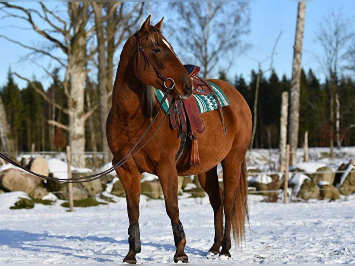 American Quarter Horse Giumenta 7 Anni 150 cm Pearl in Jonkoping American Quarter Horse Giumenta 7 Anni 150 cm Pearl in Jonkoping