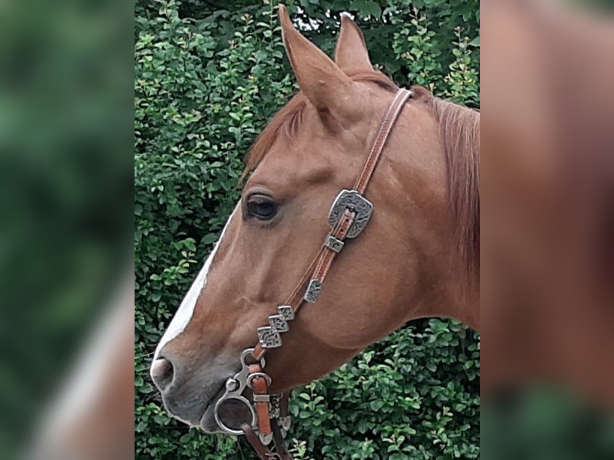 American Quarter Horse Giumenta 7 Anni 150 cm Red dun in Kürten