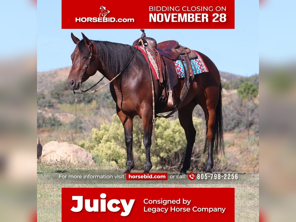 American Quarter Horse Giumenta 7 Anni 152 cm Baio ciliegia in Dewey, AZ