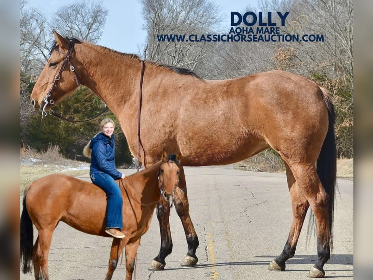 American Quarter Horse Giumenta 7 Anni 152 cm Falbo in Park Hills, MO