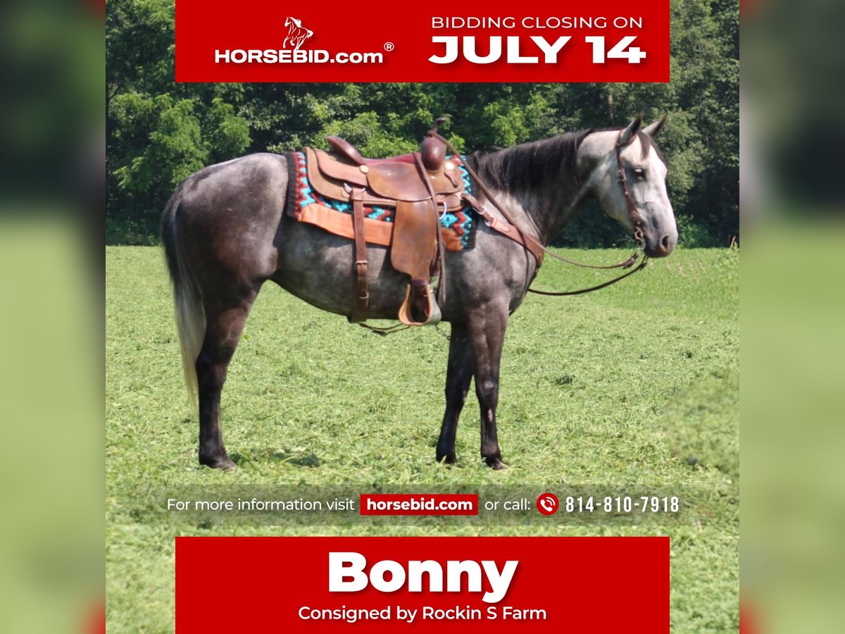 American Quarter Horse Giumenta 7 Anni 152 cm Grigio in Rebersburg, PA