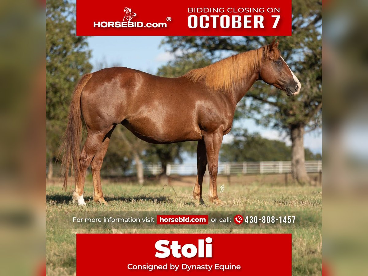 American Quarter Horse Giumenta 7 Anni 152 cm Sauro ciliegia in Collinsville, TX