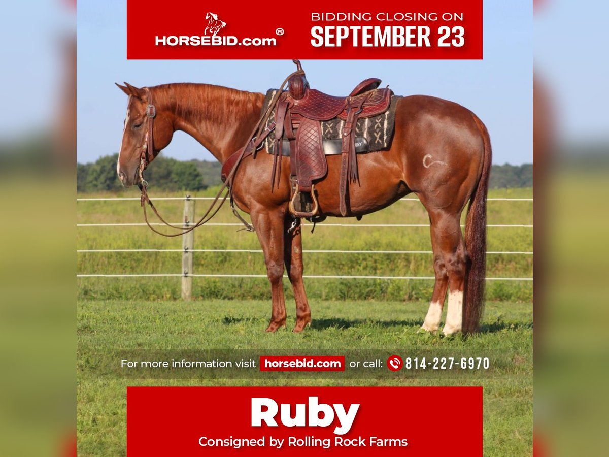 American Quarter Horse Giumenta 7 Anni 152 cm Sauro ciliegia in Clarion, PA