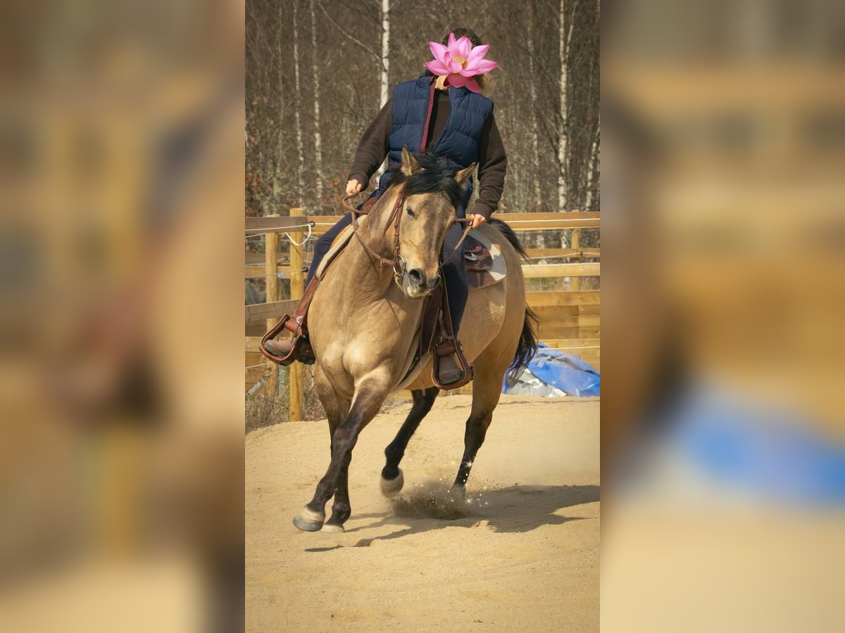 American Quarter Horse Giumenta 7 Anni 153 cm in Hallabro