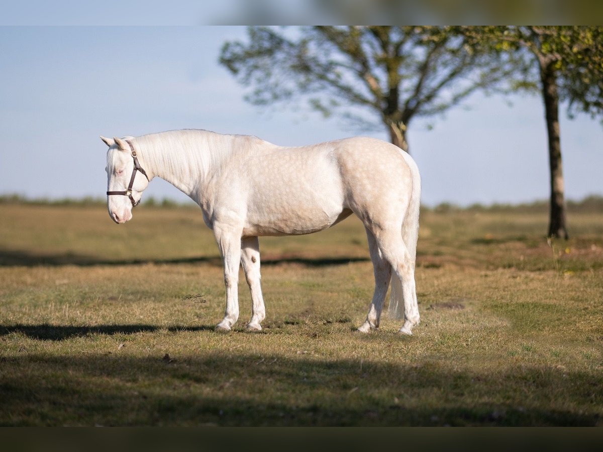 American Quarter Horse Giumenta 7 Anni 155 cm Cremello in Tuttlingen