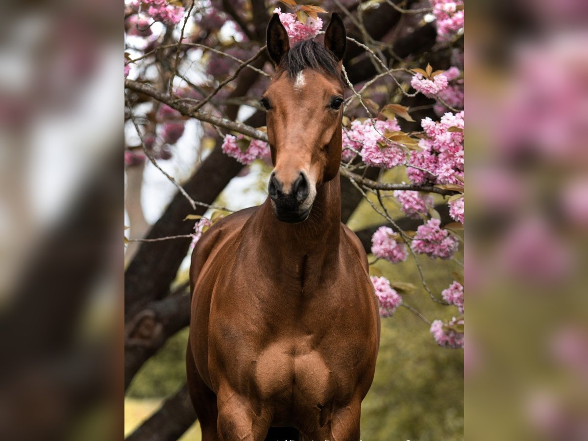 American Quarter Horse Giumenta 7 Anni 160 cm Baio in Midwolde