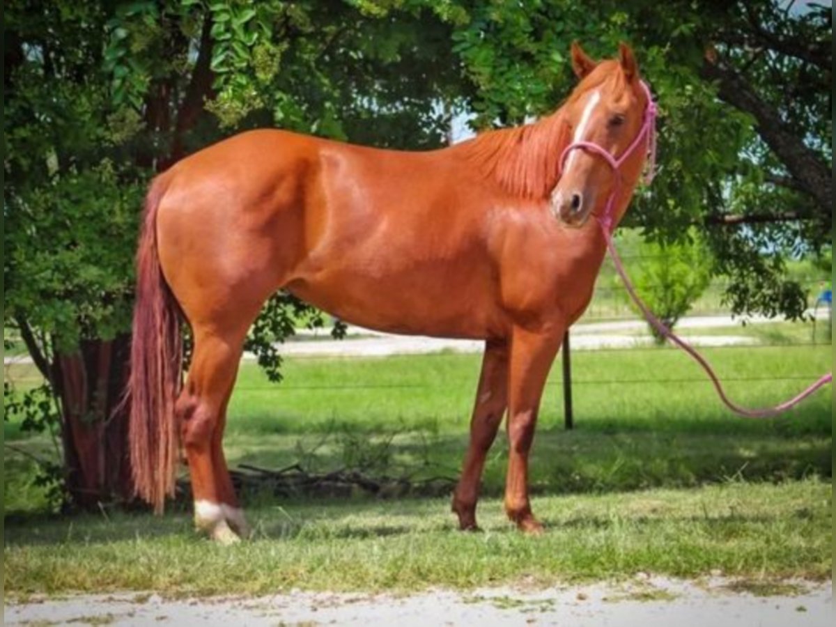 American Quarter Horse Giumenta 7 Anni Sauro ciliegia in Bluff Dale TX