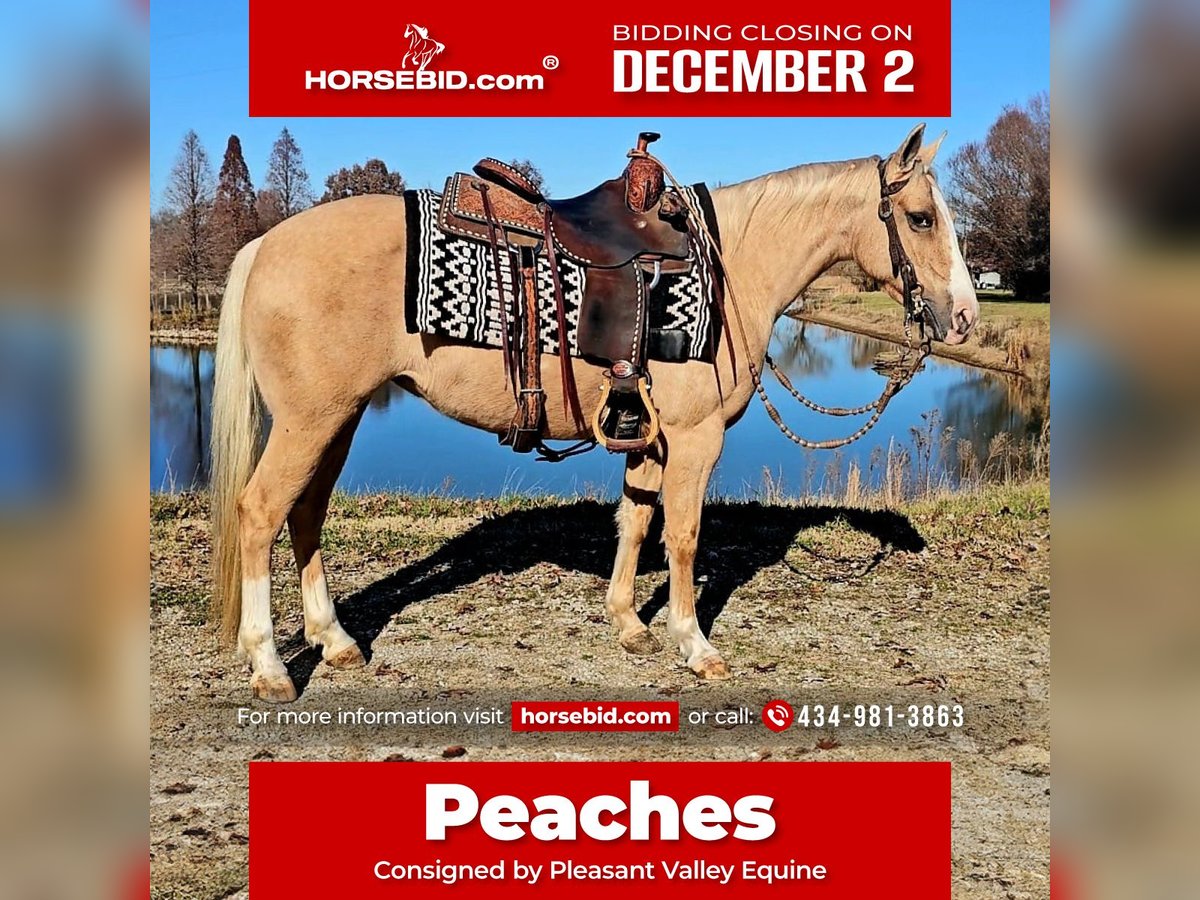 American Quarter Horse Giumenta 8 Anni 135 cm Palomino in Robards