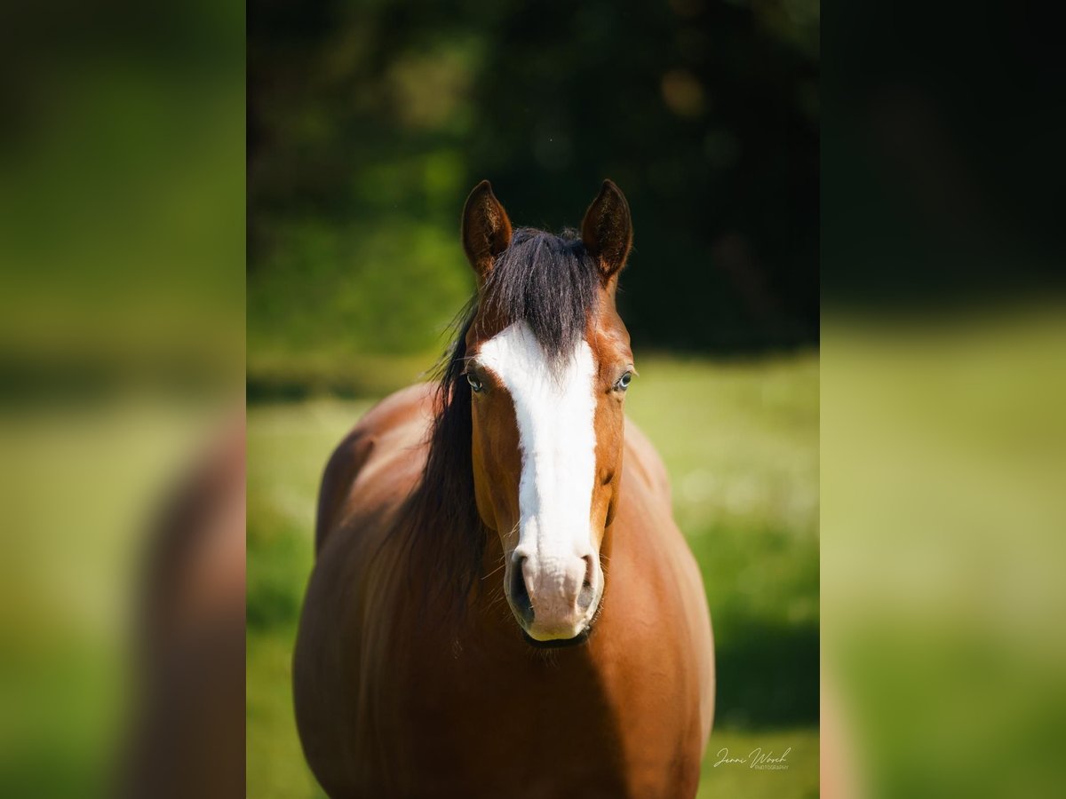 American Quarter Horse Giumenta 8 Anni 144 cm Baio in Sankt Leon-Rot