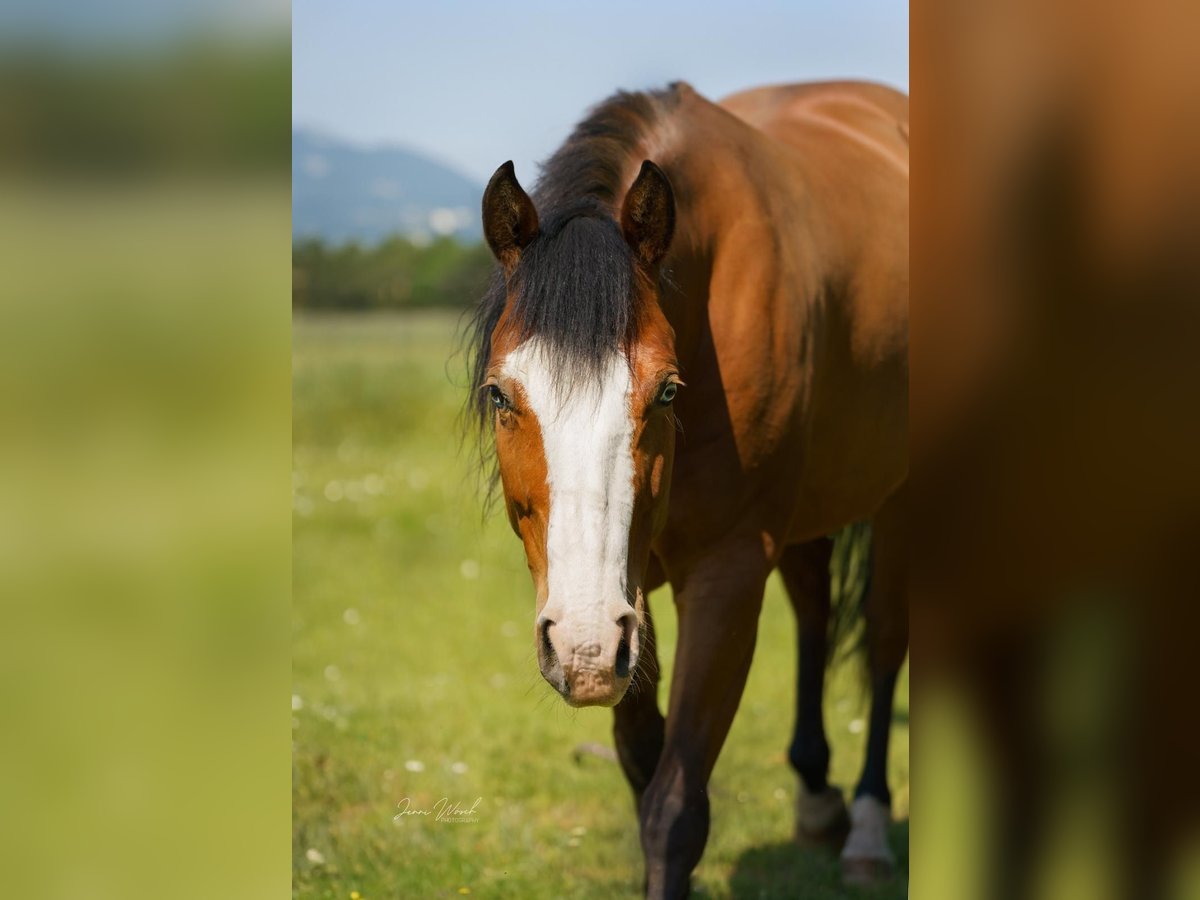 American Quarter Horse Giumenta 8 Anni 144 cm Baio in Sankt Leon-Rot