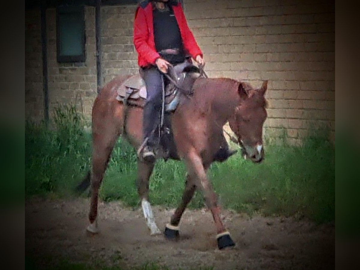 American Quarter Horse Giumenta 8 Anni 144 cm Roano rosso in Rheda-Wiedenbrück