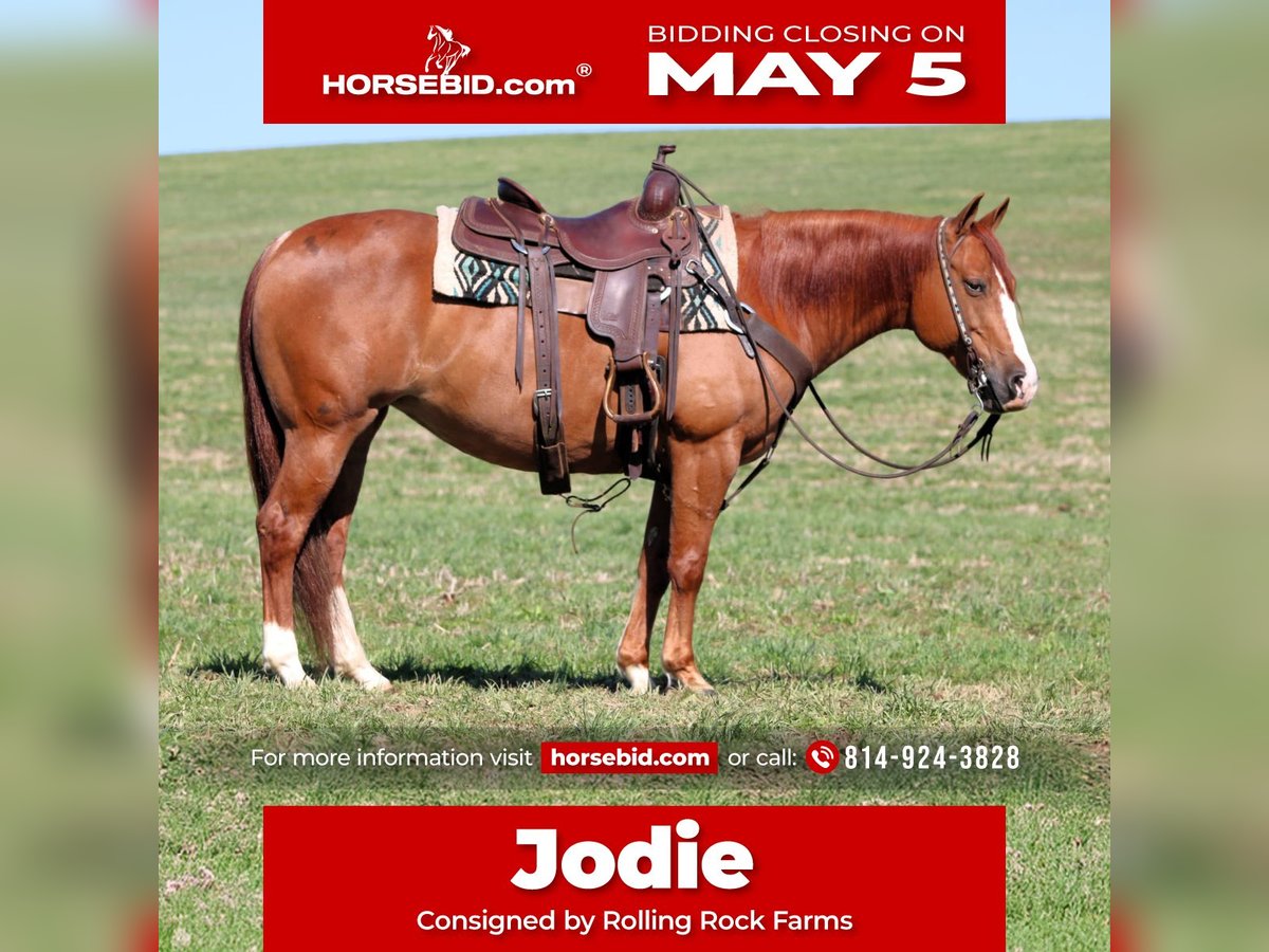 American Quarter Horse Giumenta 8 Anni 145 cm Sauro ciliegia in Clarion, PA