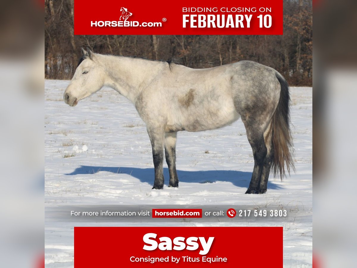 American Quarter Horse Giumenta 8 Anni 147 cm Grigio in Brownstown, IL