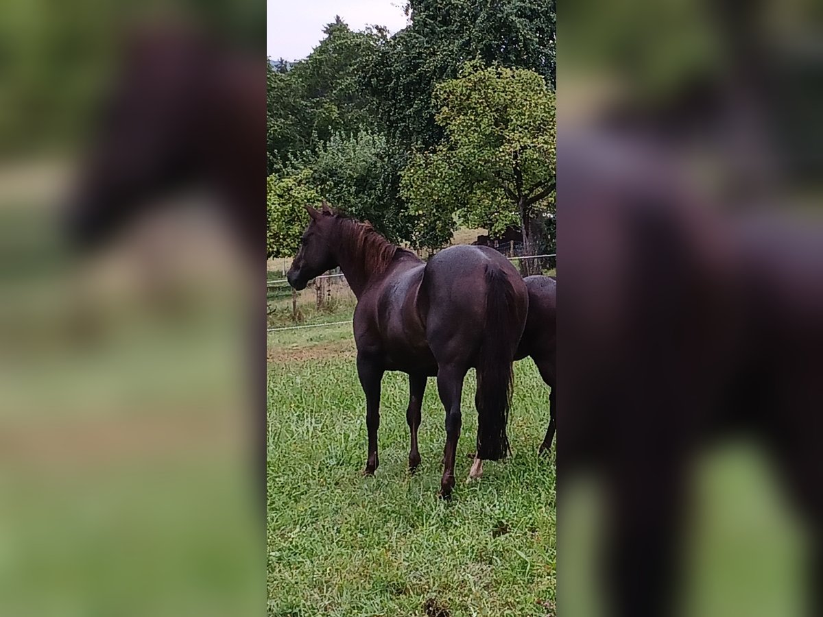 American Quarter Horse Giumenta 8 Anni 147 cm Sauro scuro in Bad Liebenzell