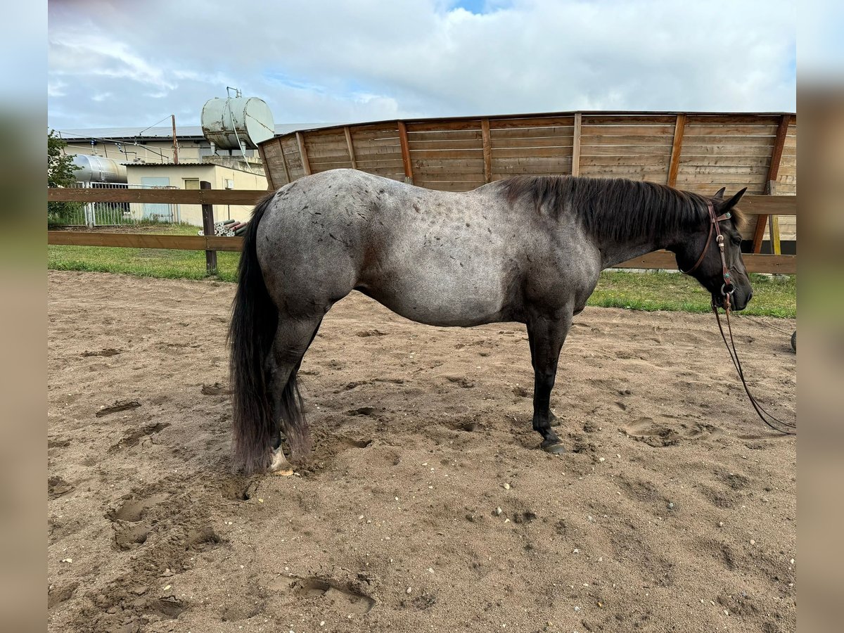 American Quarter Horse Giumenta 8 Anni 148 cm Roano blu in Lübs