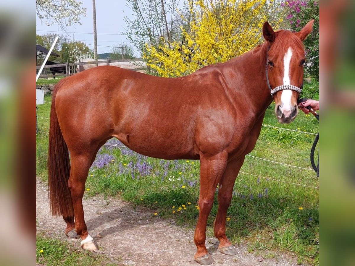 American Quarter Horse Giumenta 8 Anni 150 cm Sauro in Anitzberg