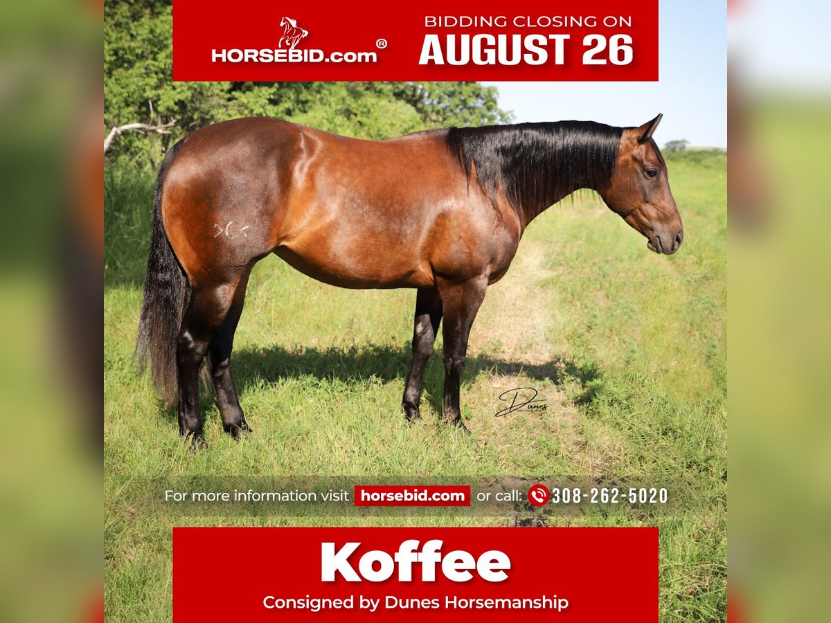 American Quarter Horse Giumenta 8 Anni 152 cm Baio ciliegia in Thedford