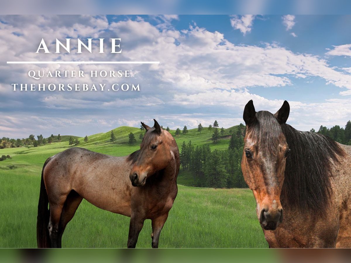 American Quarter Horse Giumenta 8 Anni 152 cm Baio roano in Seymour, MO