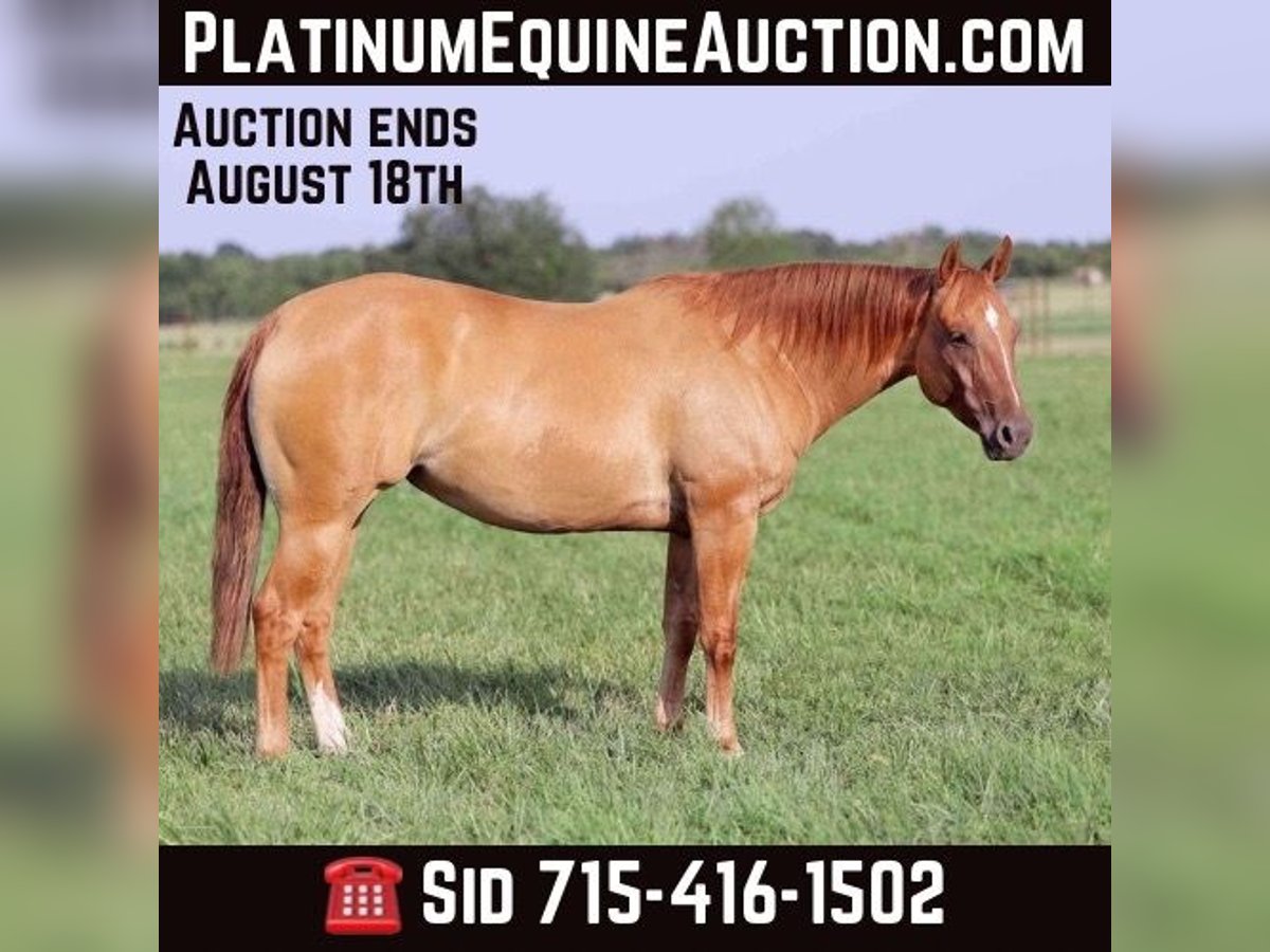 American Quarter Horse Giumenta 8 Anni 152 cm Falbo in Adair OK