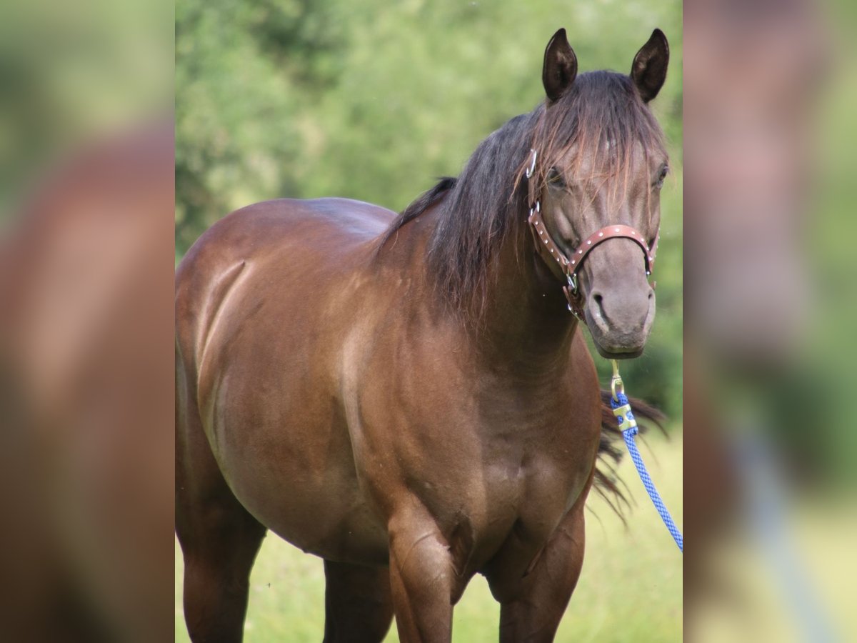 American Quarter Horse Giumenta 8 Anni 153 cm Morello in SchwarzachSchwarzach