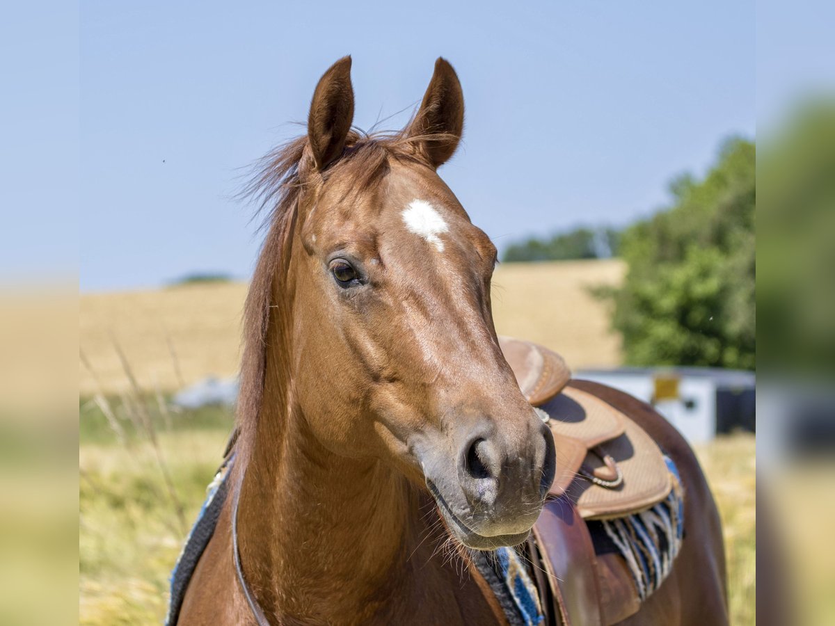 American Quarter Horse Giumenta 8 Anni 153 cm Sauro in Ehingen