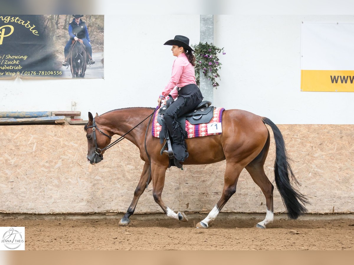 American Quarter Horse Giumenta 8 Anni 155 cm Baio in Heusweiler