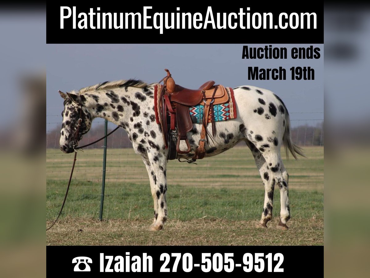 American Quarter Horse Giumenta 8 Anni 155 cm Leopard in Sonora KY