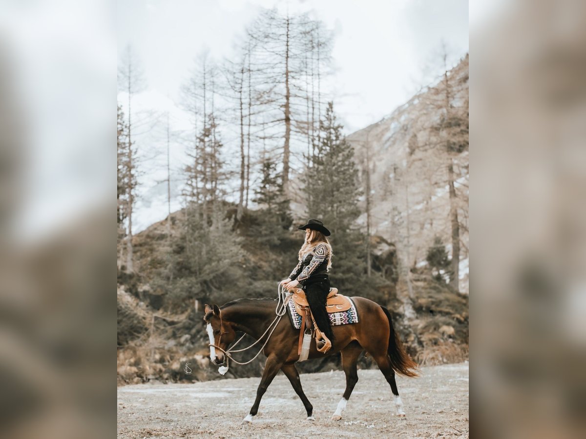 American Quarter Horse Giumenta 8 Anni 158 cm in Pfaffing American Quarter Horse Giumenta 8 Anni 158 cm in Pfaffing