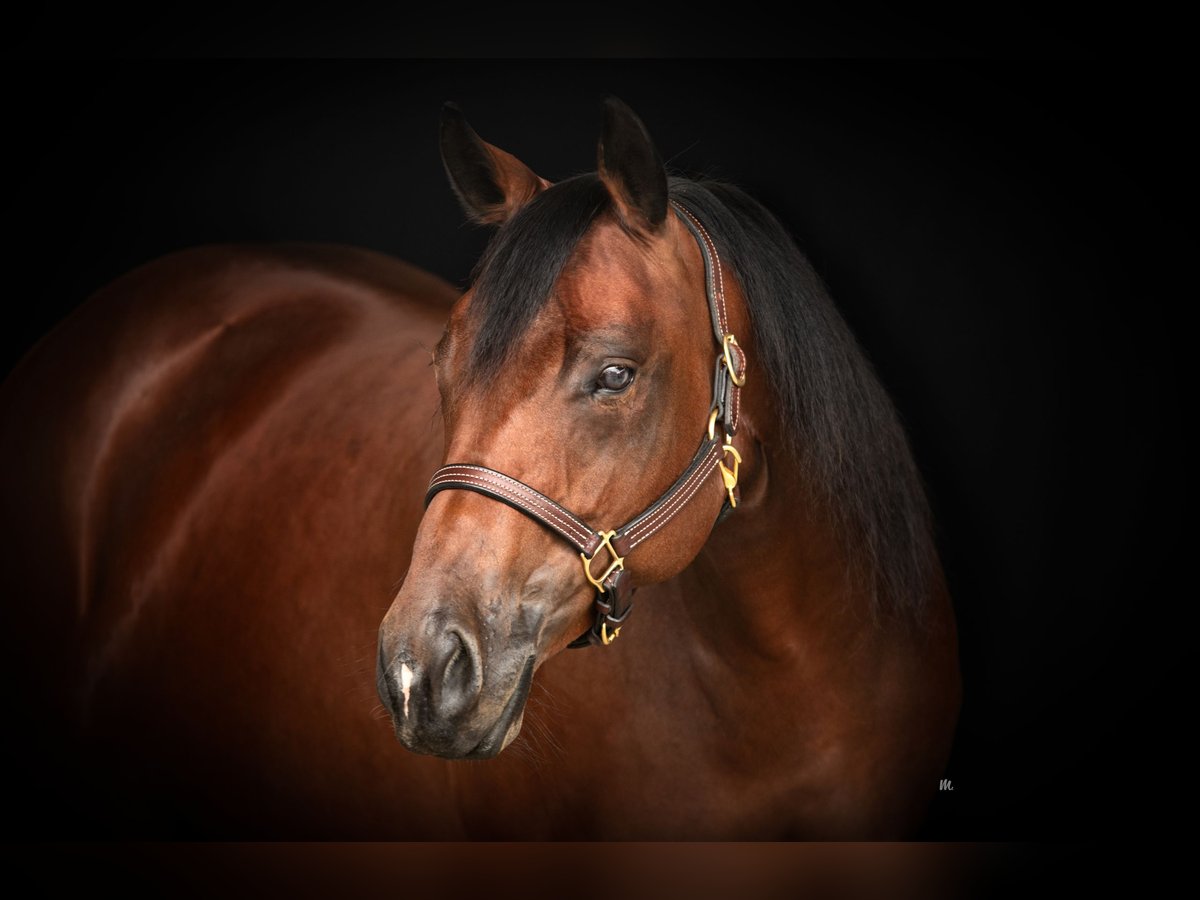 American Quarter Horse Giumenta 8 Anni 160 cm Baio in Kemnath