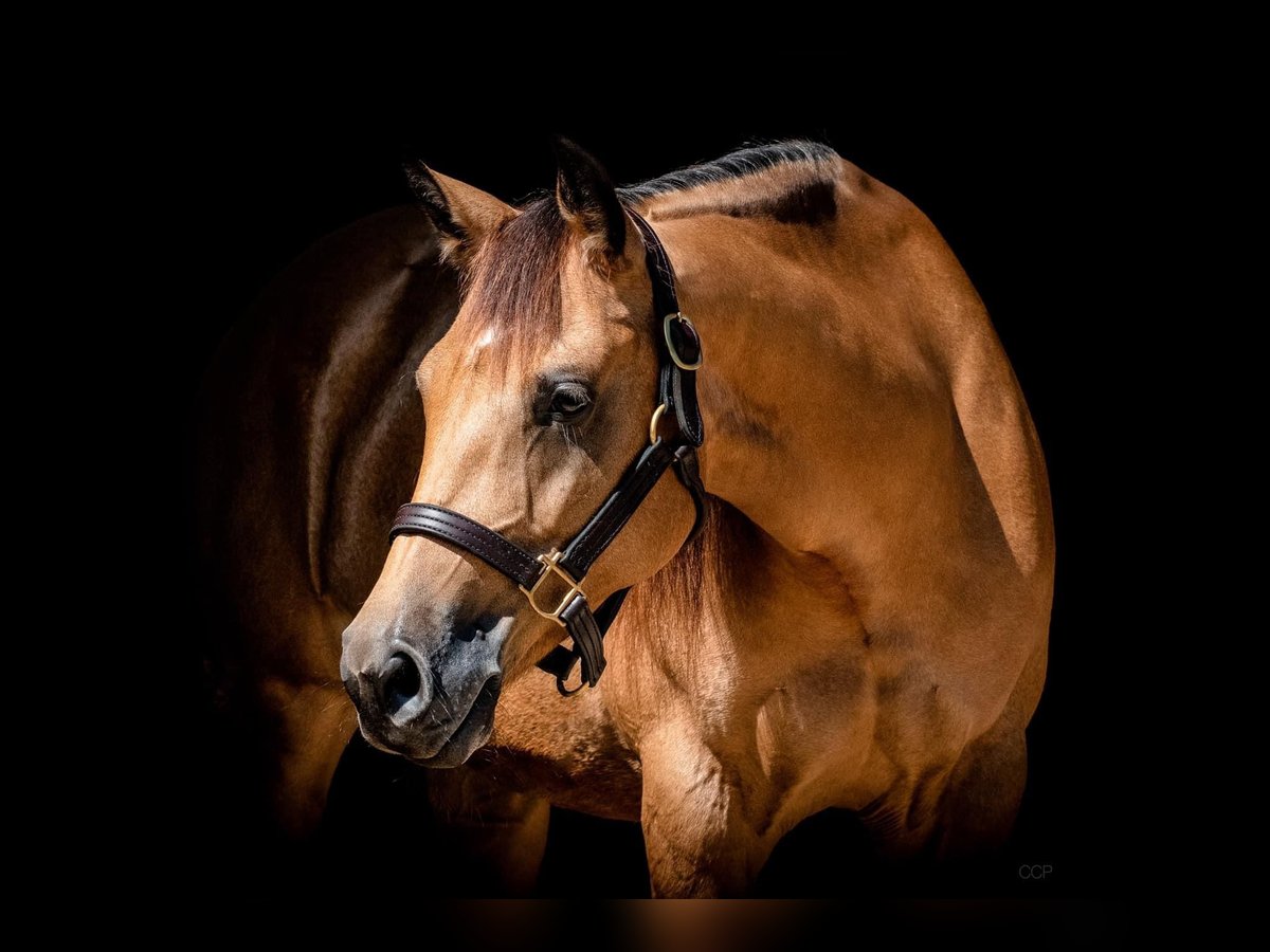 American Quarter Horse Giumenta 8 Anni Pelle di daino in Mooslargue