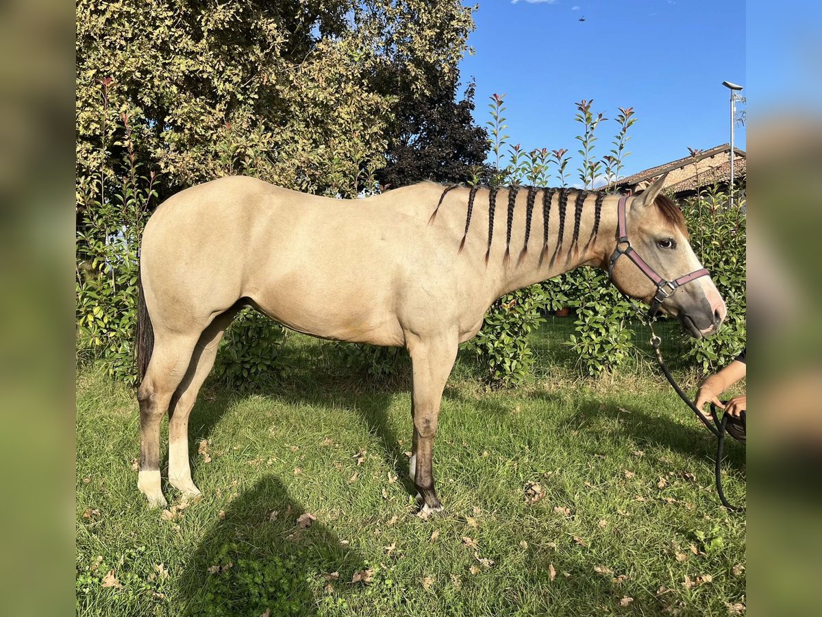 American Quarter Horse Giumenta 8 Anni Pelle di daino in Ferrara