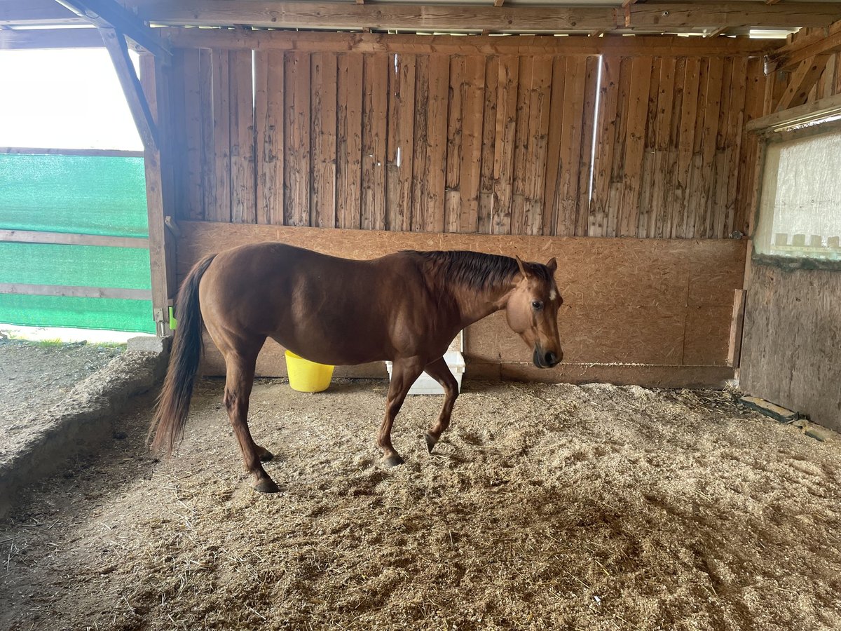 American Quarter Horse Giumenta 9 Anni 144 cm Sauro scuro in Landau an der Isar