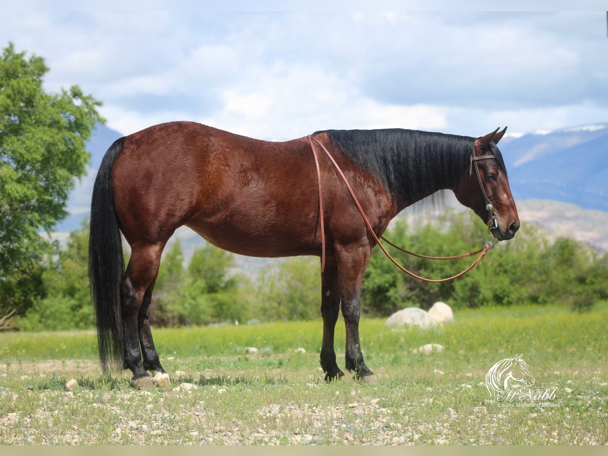 American Quarter Horse Giumenta 9 Anni 145 cm Baio ciliegia in Cody