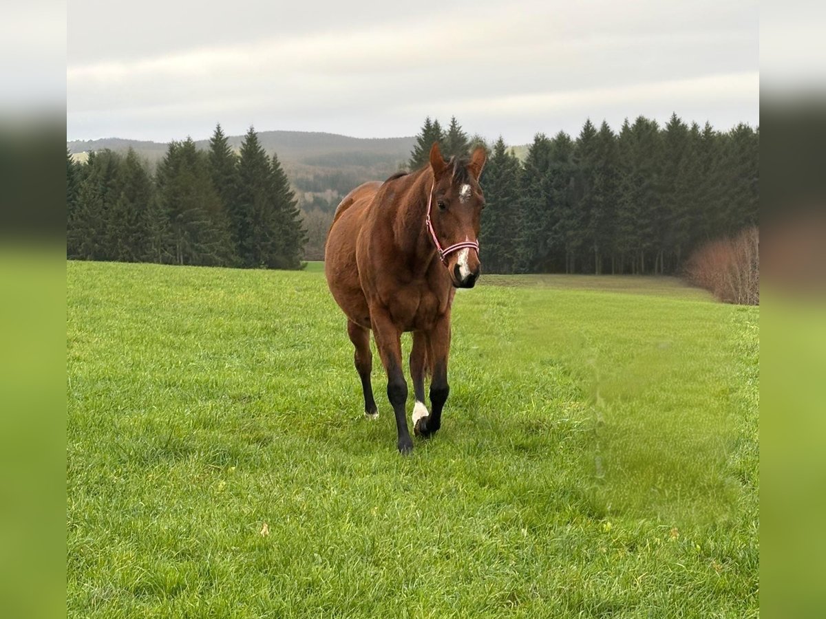 American Quarter Horse Giumenta 9 Anni 150 cm Baio in Euskirchen