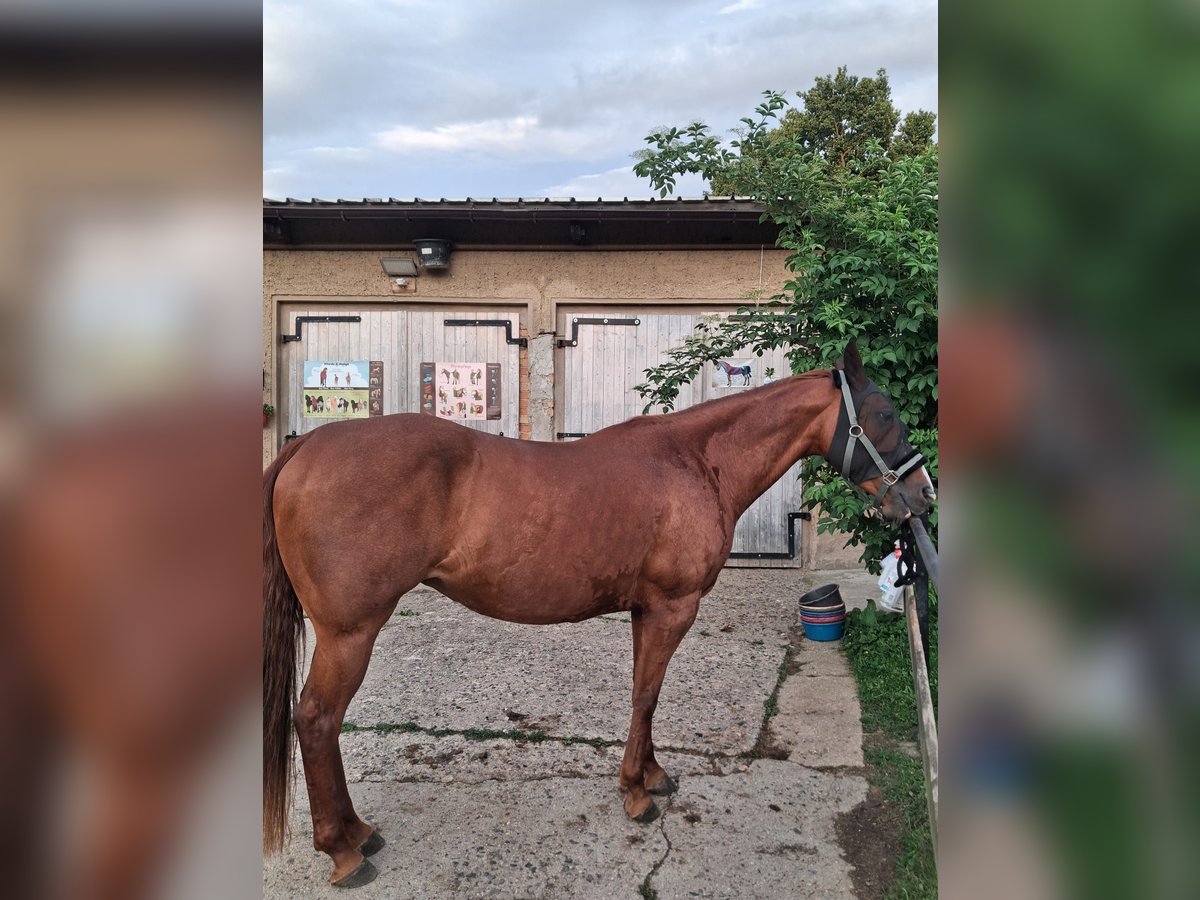 American Quarter Horse Mix Giumenta 9 Anni 150 cm Sauro in G&#xF6;rlitz
