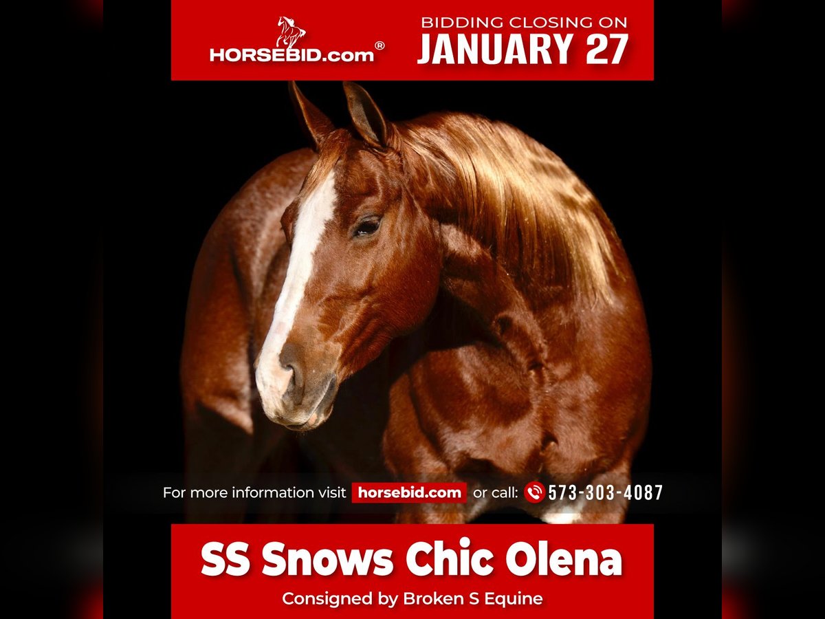 American Quarter Horse Giumenta 9 Anni 150 cm Sauro ciliegia in Marshall, MO