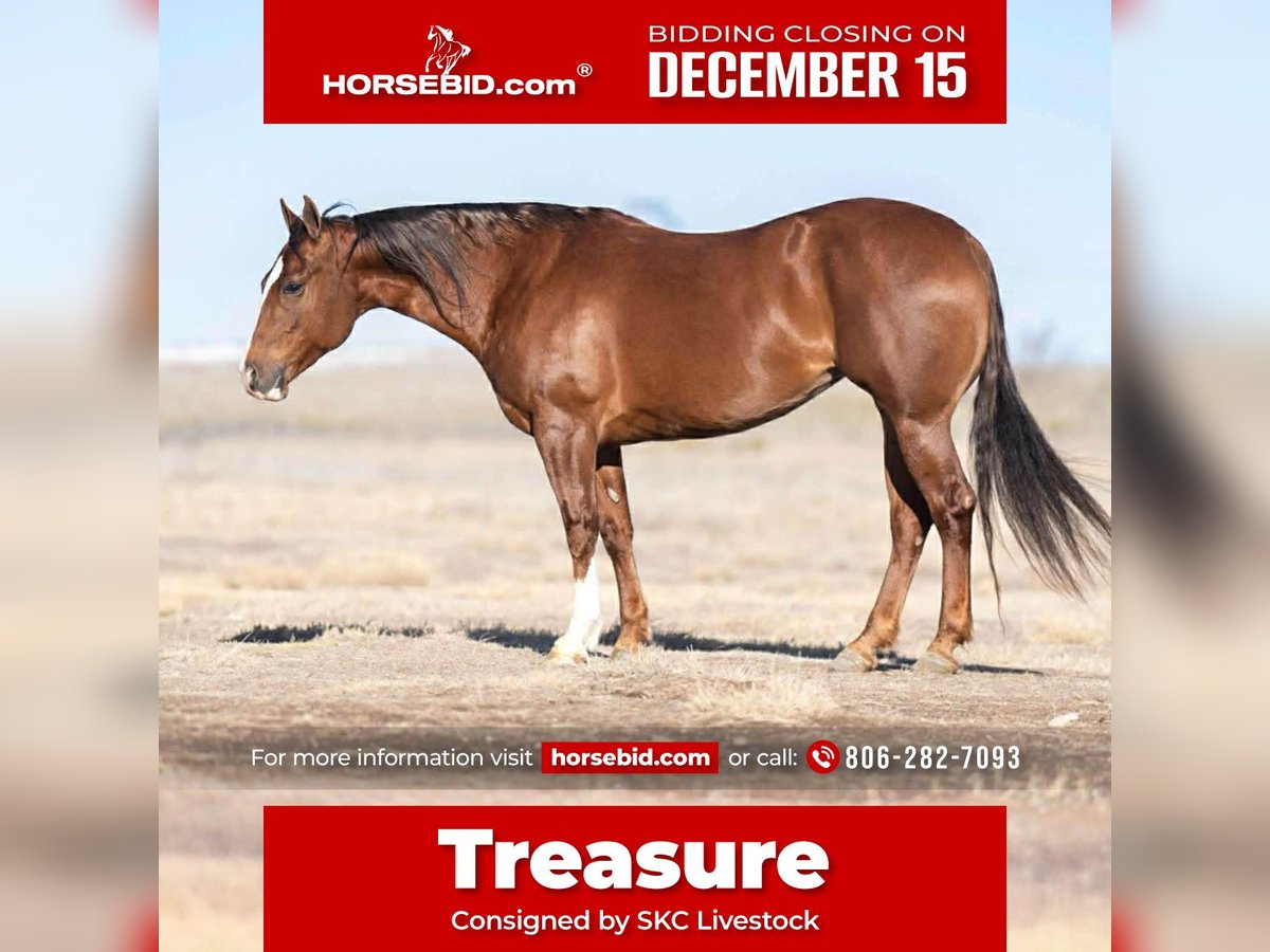 American Quarter Horse Giumenta 9 Anni 152 cm Sauro ciliegia in Canyon