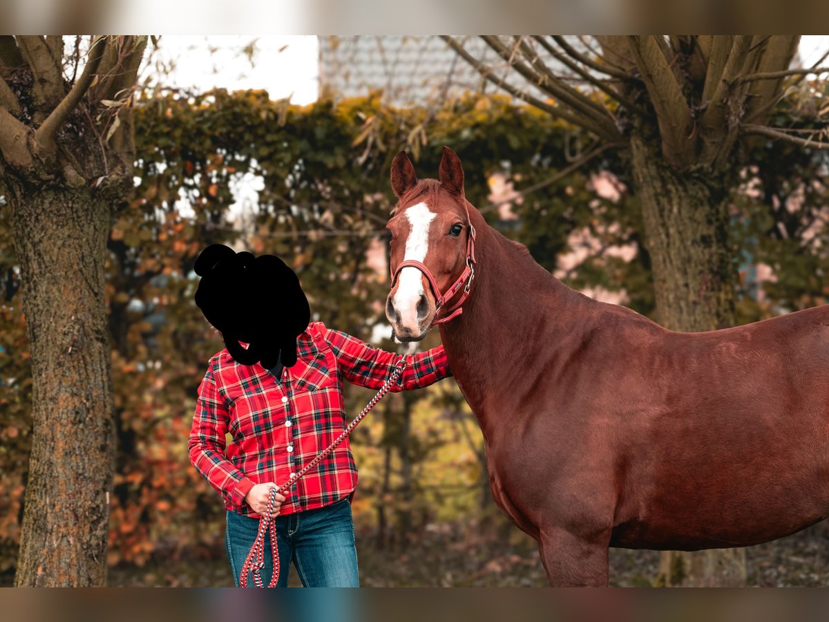 American Quarter Horse Giumenta 9 Anni 154 cm Sauro ciliegia in Herentals