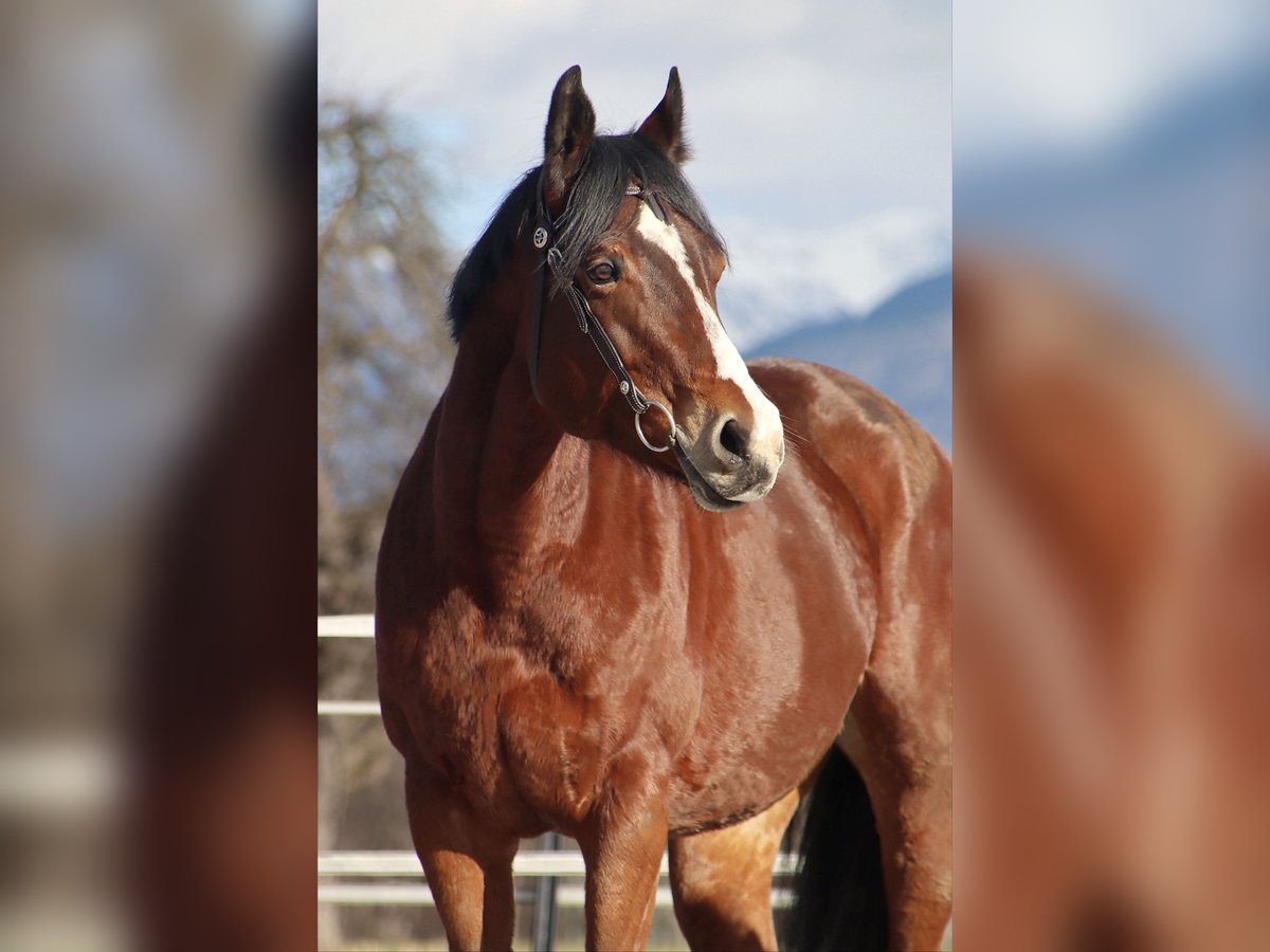 American Quarter Horse Giumenta 9 Anni 159 cm Baio in Kirchbichl