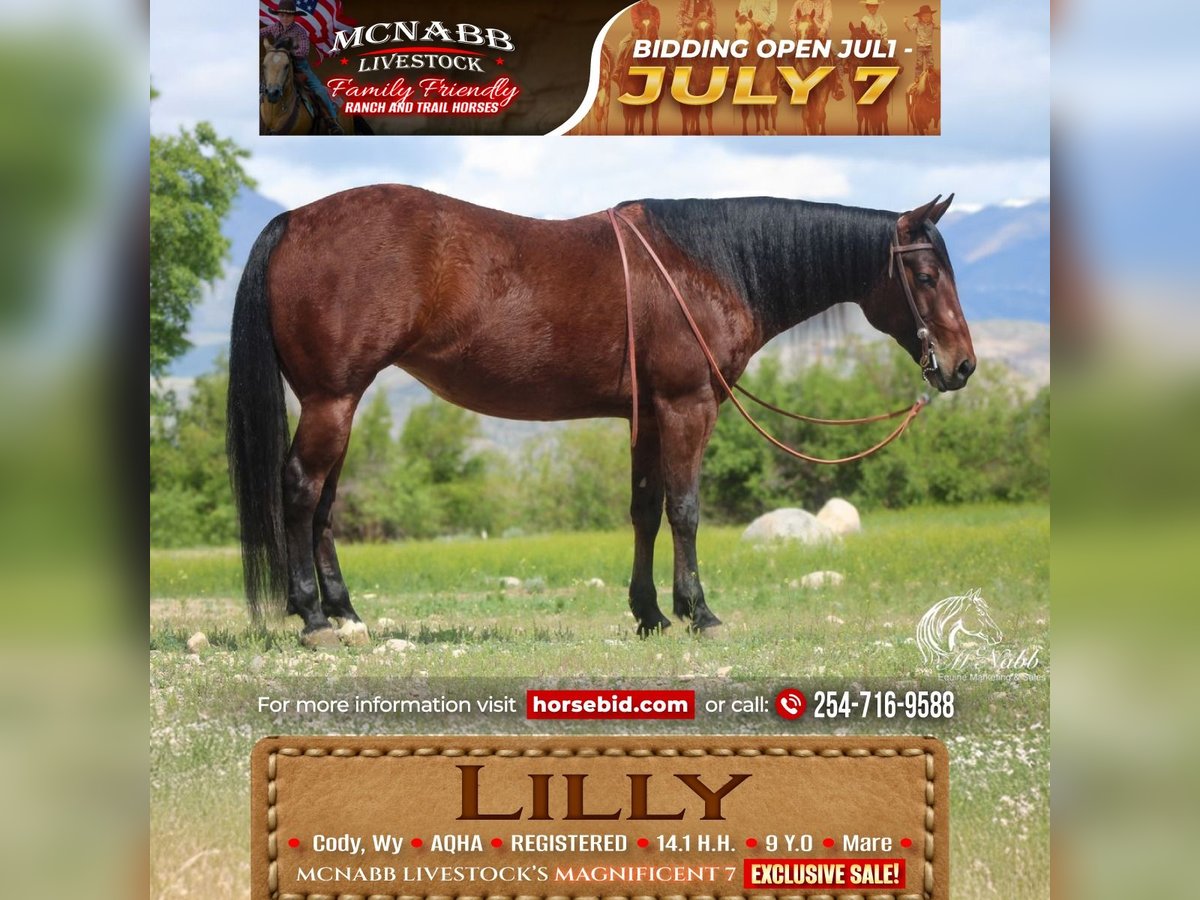 American Quarter Horse Giumenta 9 Anni Baio ciliegia in Cody
