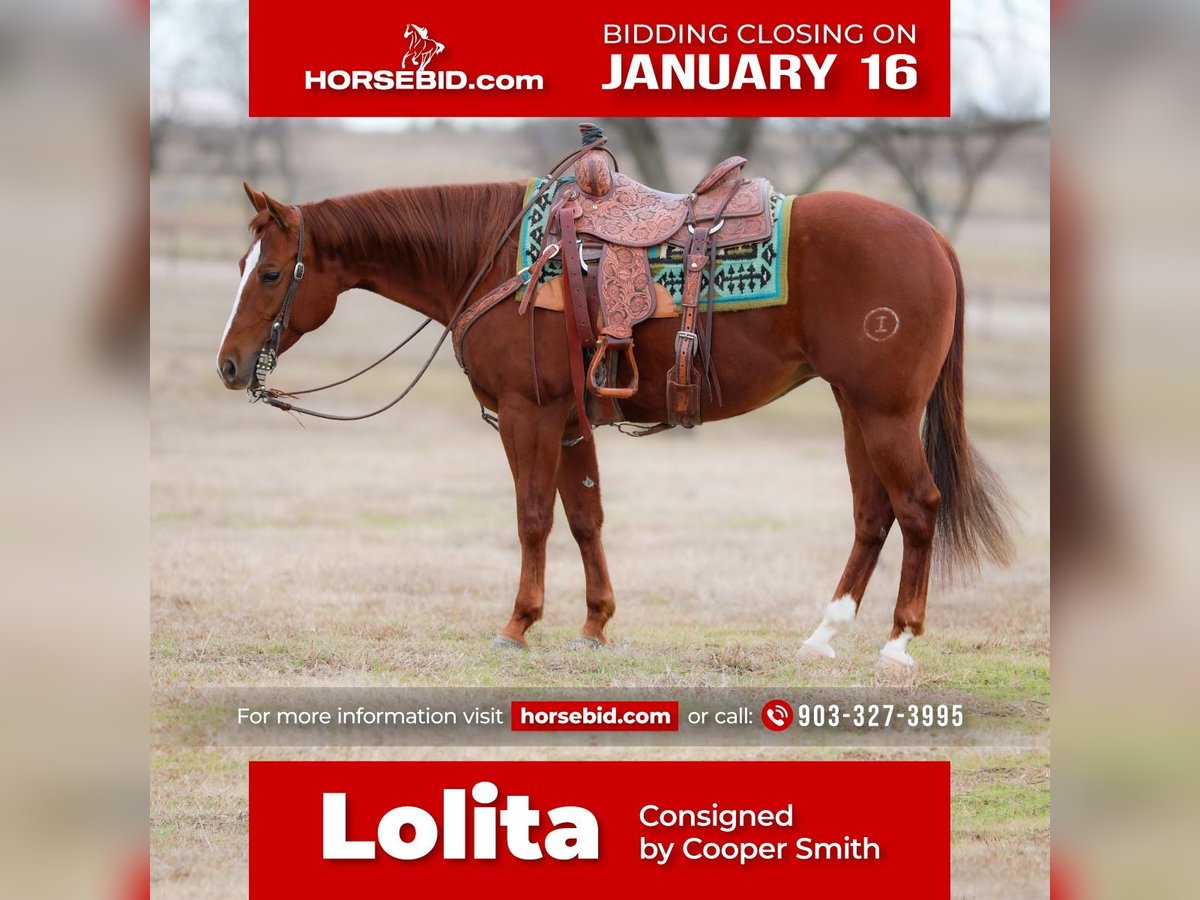 American Quarter Horse Giumenta 9 Anni Sauro ciliegia in Whitesboro, TX