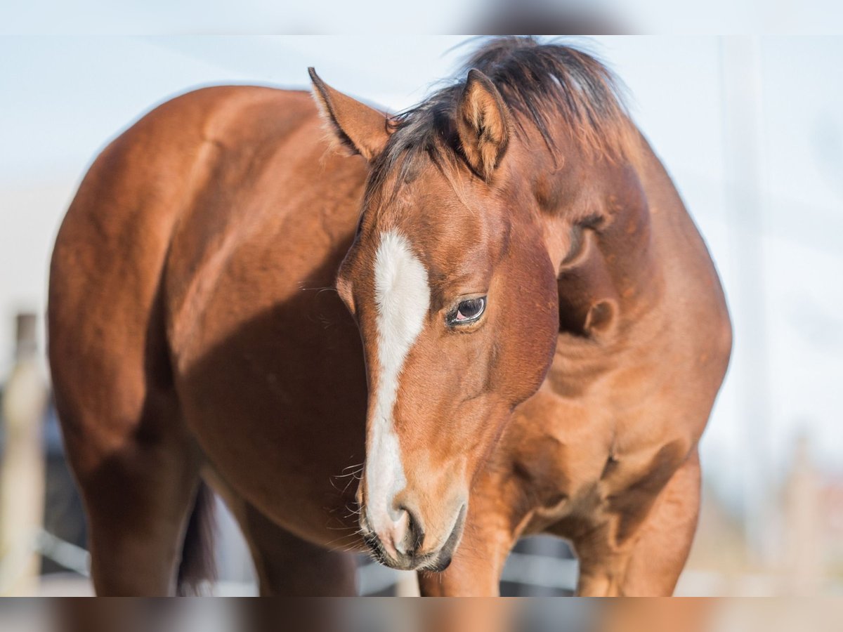 American Quarter Horse Giumenta Puledri (04/2025) 148 cm Baio in Oisnitz