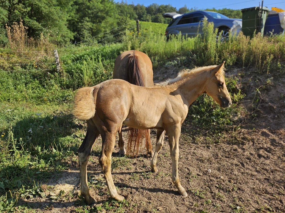 American Quarter Horse Giumenta Puledri
 (06/2024) 148 cm Palomino in Klingenberg am Main