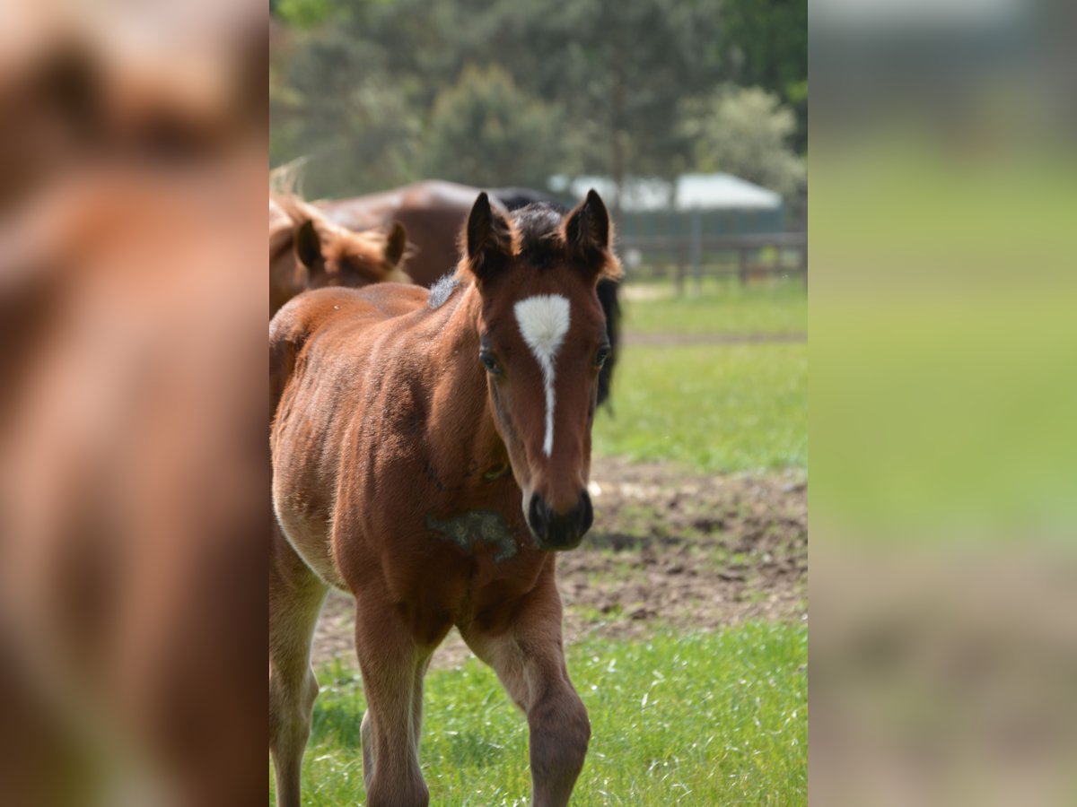 American Quarter Horse Giumenta Puledri (04/2024) 150 cm Baio in Wusterhausen (Dosse)