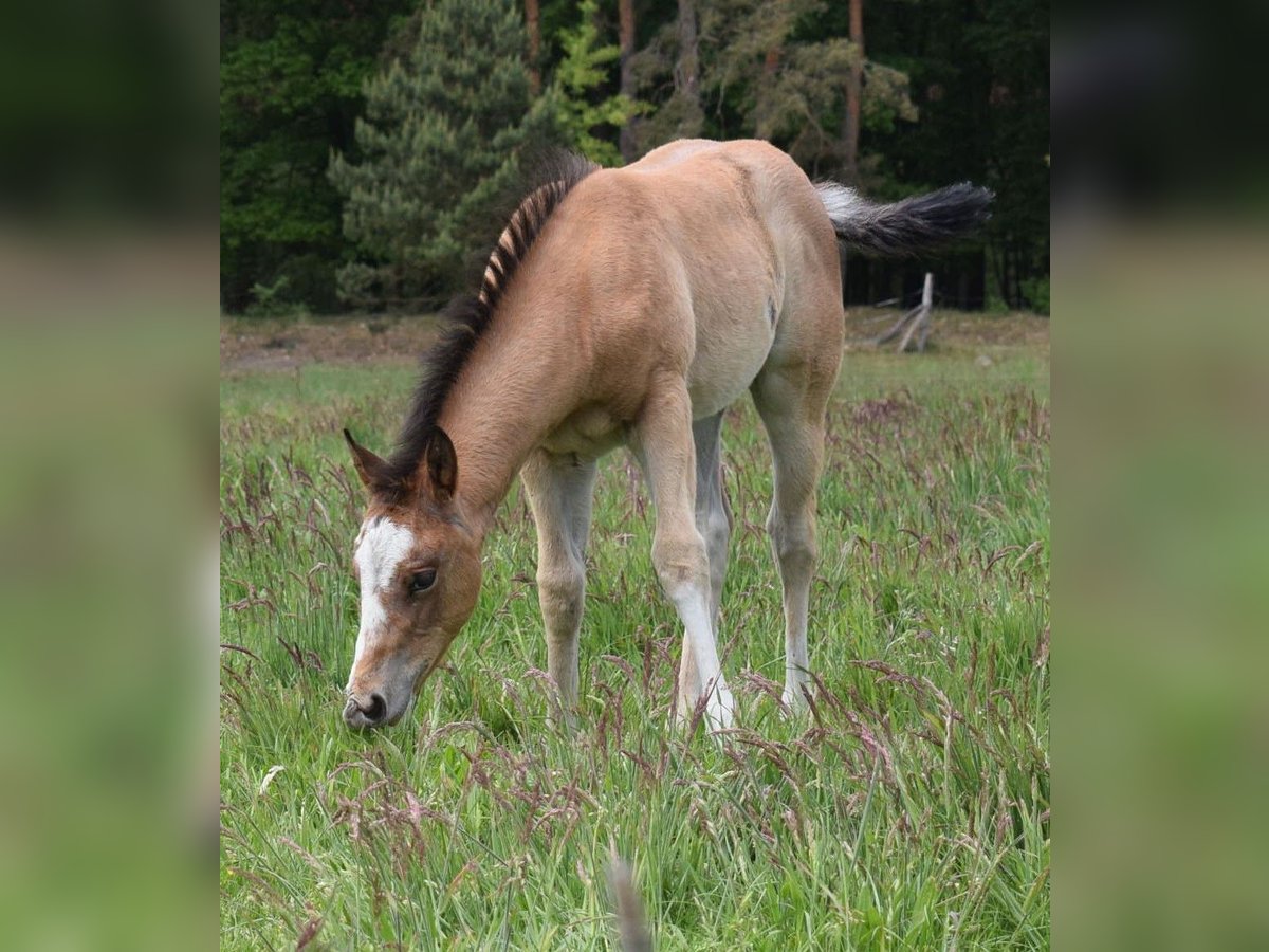 American Quarter Horse Giumenta  150 cm Baio roano in Neustadt Dosse