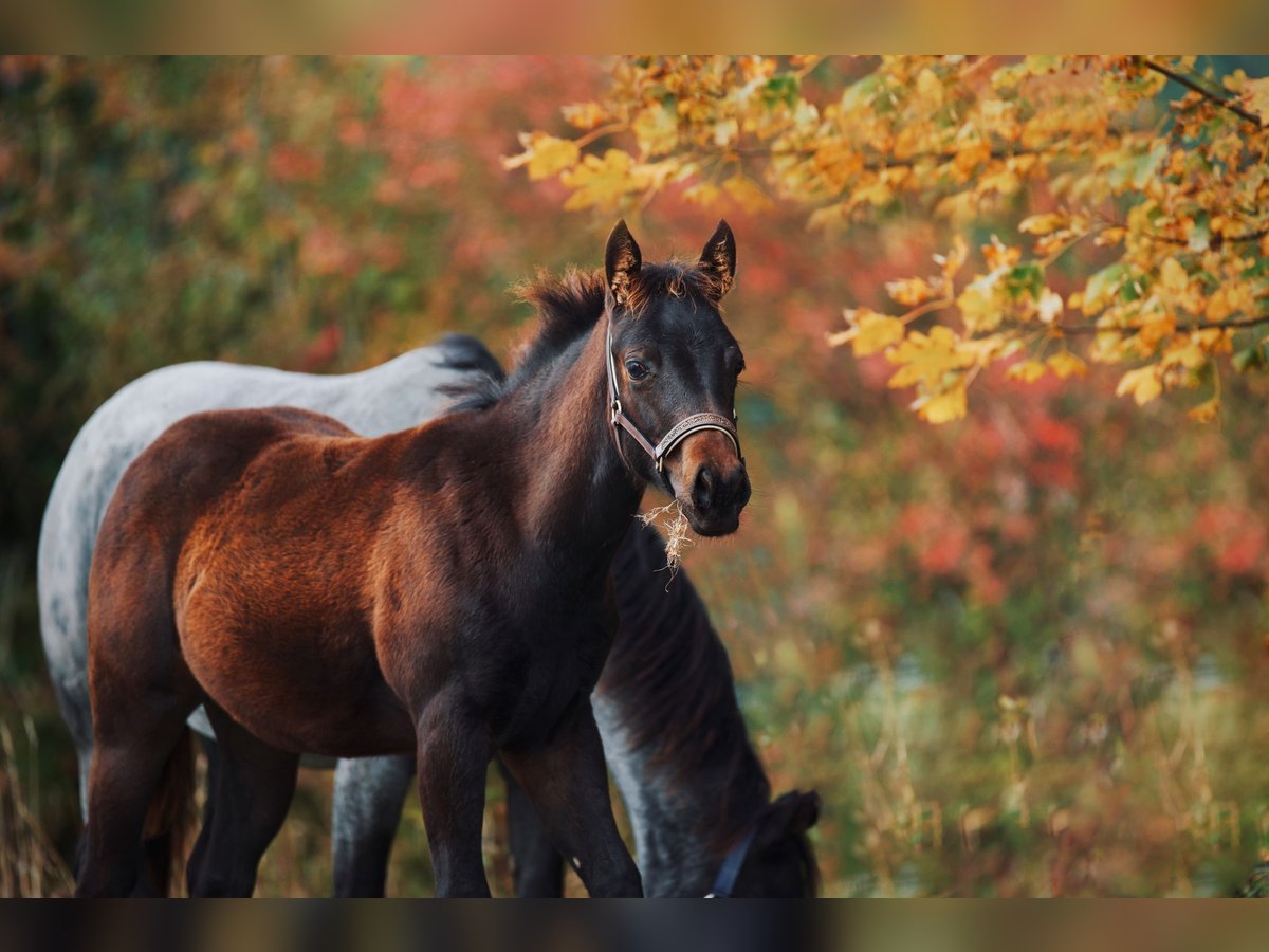 American Quarter Horse Giumenta Puledri (05/2024) 150 cm Baio scuro in Maurach