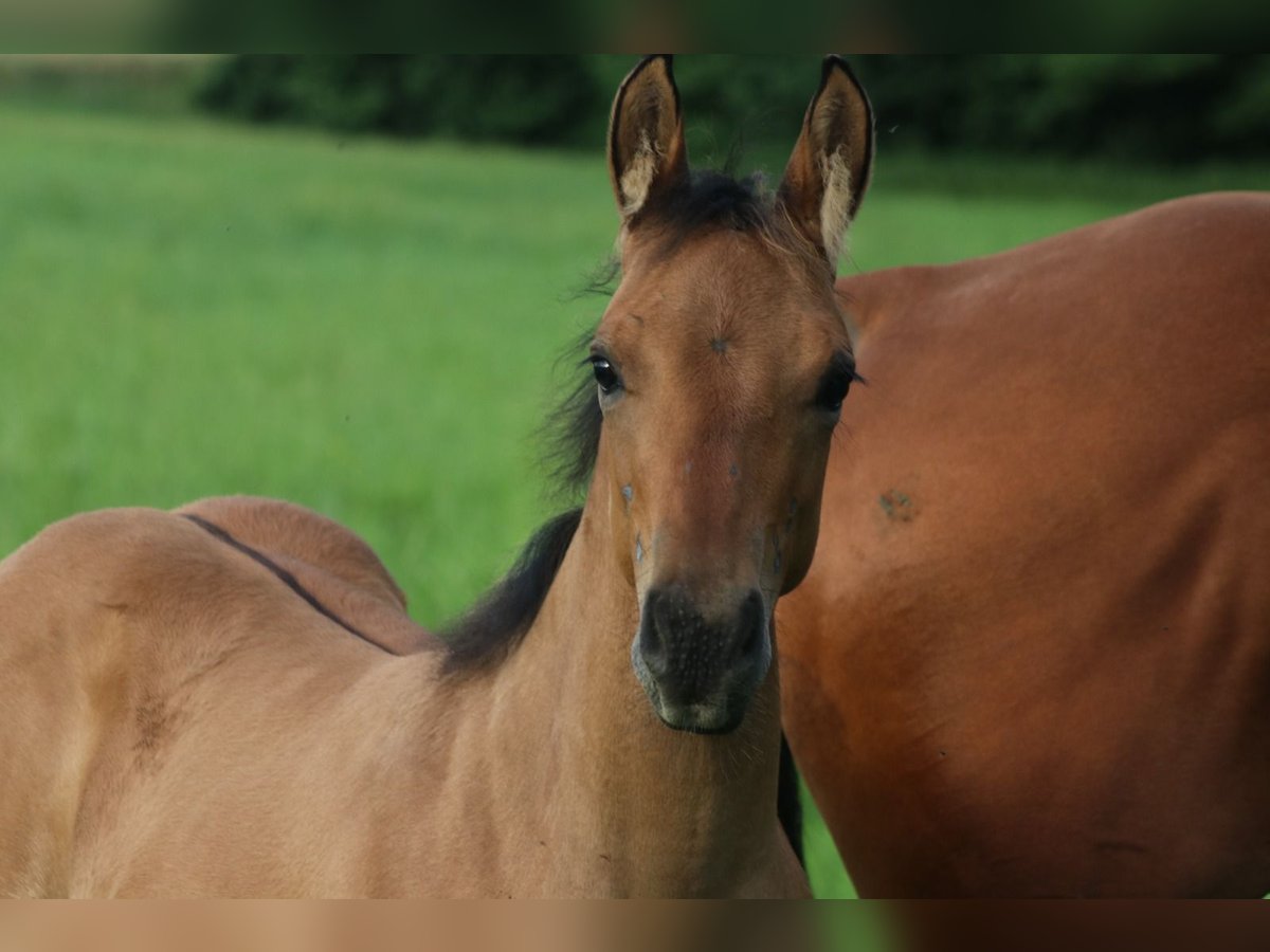 American Quarter Horse Giumenta Puledri (03/2024) 150 cm Falbo in Burgwindheim