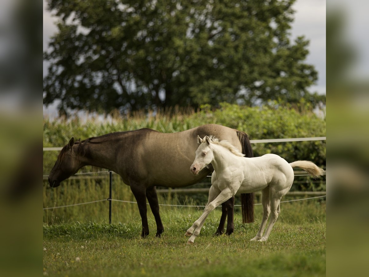 American Quarter Horse Giumenta Puledri (06/2025) 150 cm Grullo in Alt Duvenstedt American Quarter Horse Giumenta Puledri (06/2025) 150 cm Grullo in Alt Duvenstedt